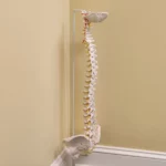 Photos 6 of Charlotte Chiropractic Center - Charlotte - NC